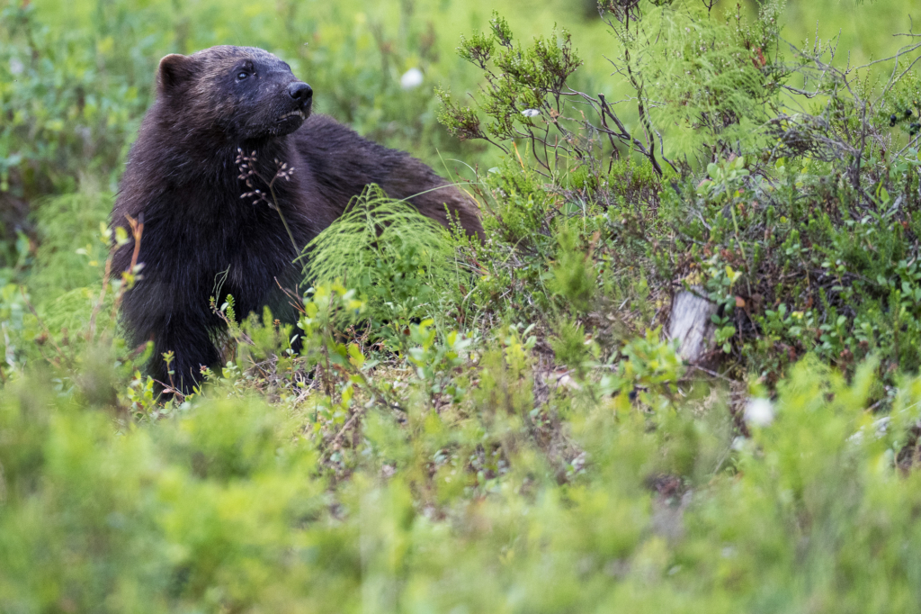 Rovdjurshelg i Hälsingland. Fotoresa med Wild Nature fotoresor. Foto: Staffan Widstrand