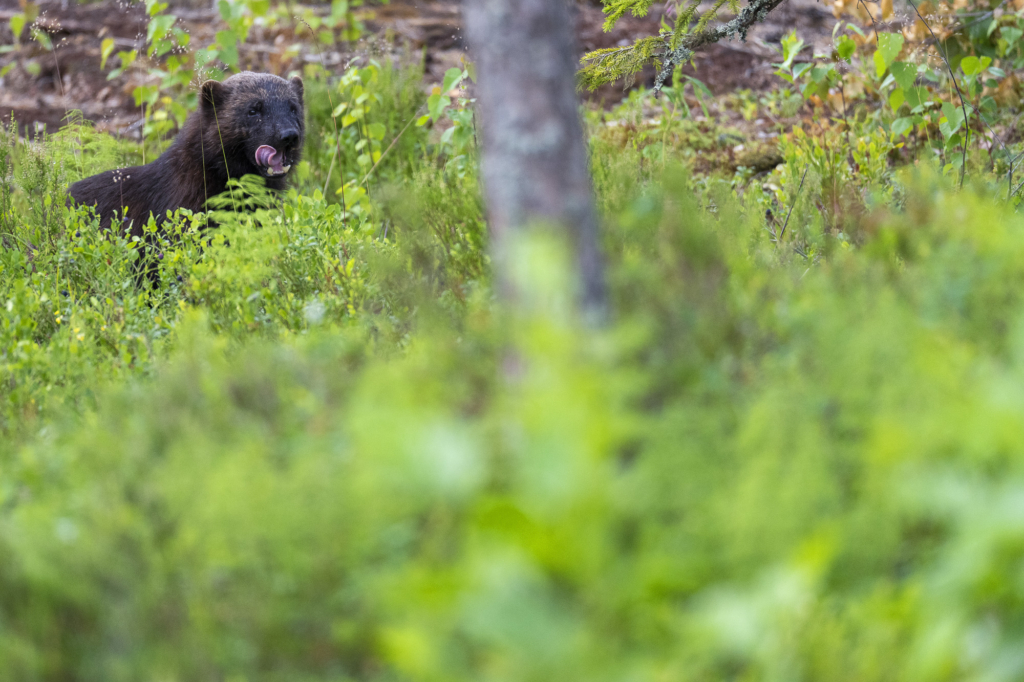 Rovdjurshelg i Hälsingland. Fotoresa med Wild Nature fotoresor. Foto: Staffan Widstrand