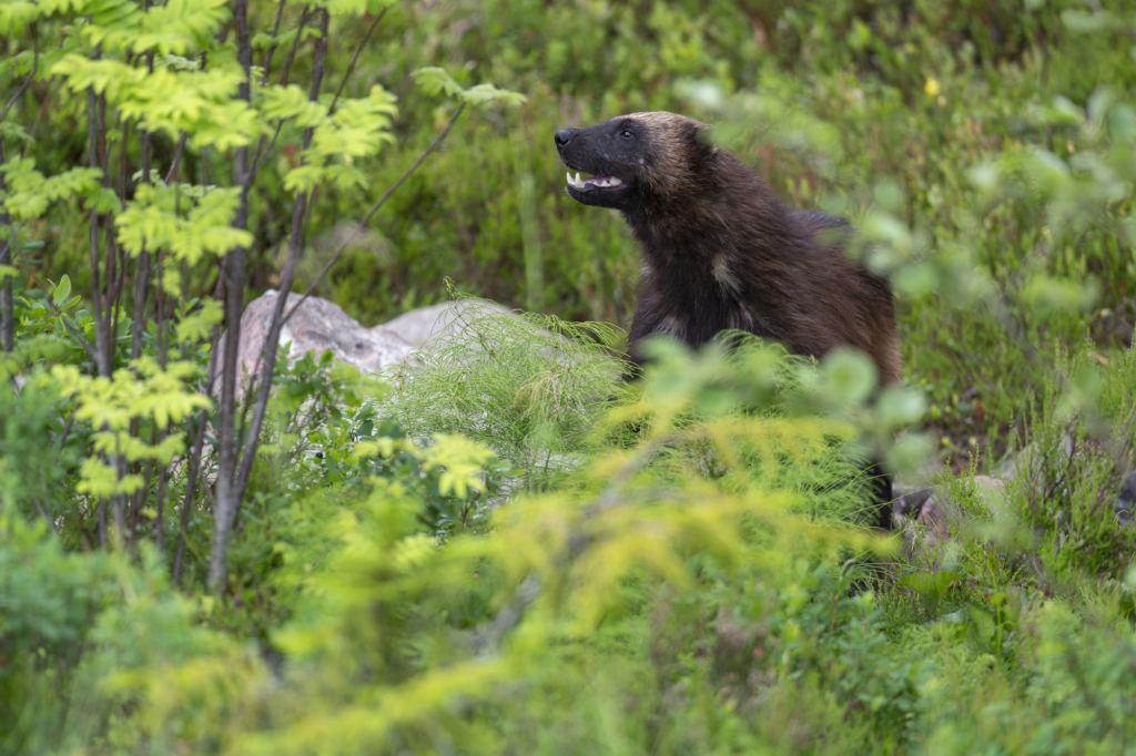 Rovdjurshelg i Hälsingland. Fotoresa med Wild Nature fotoresor. Foto: Staffan Widstrand