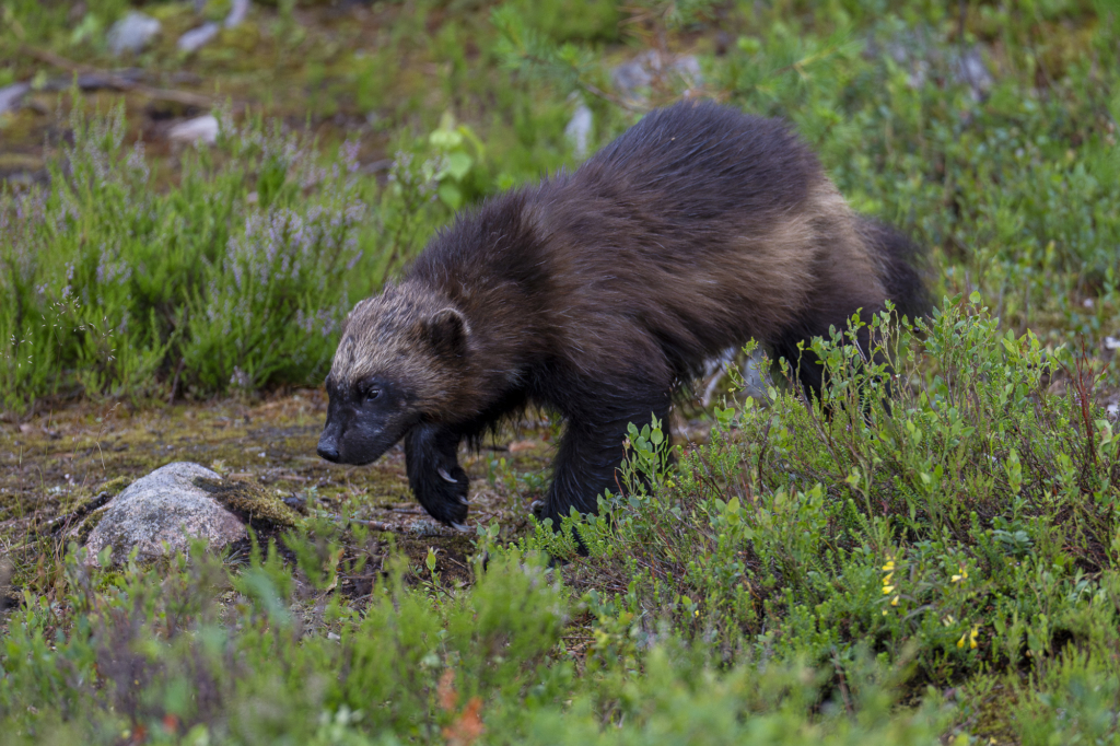 Rovdjurshelg i Hälsingland. Fotoresa med Wild Nature fotoresor. Foto: Staffan Widstrand