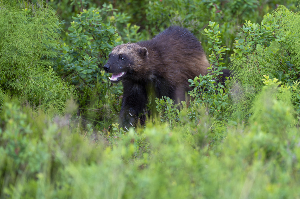 Rovdjurshelg i Hälsingland. Fotoresa med Wild Nature fotoresor. Foto: Staffan Widstrand