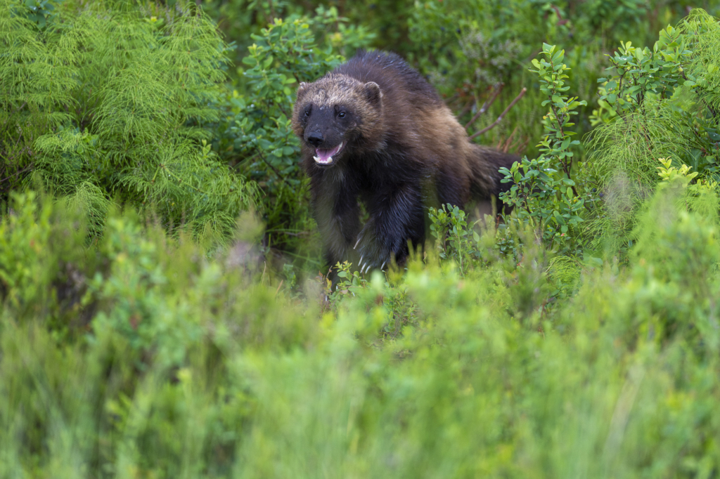 Rovdjurshelg i Hälsingland. Fotoresa med Wild Nature fotoresor. Foto: Staffan Widstrand