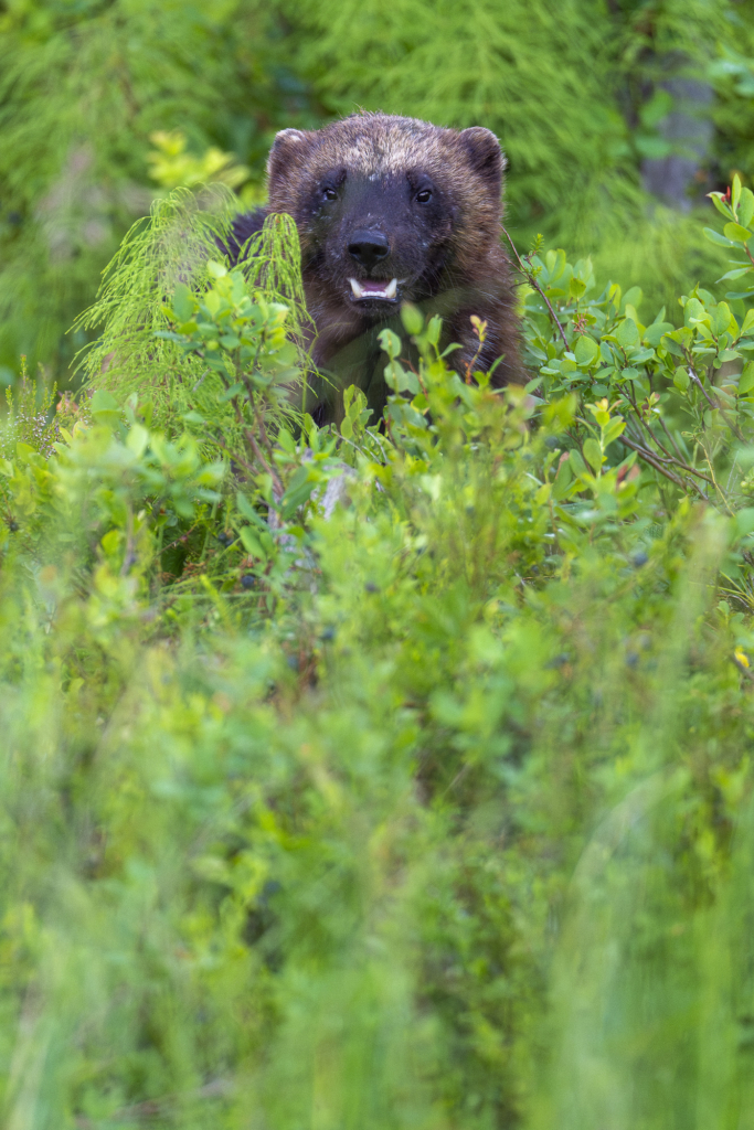 Rovdjurshelg i Hälsingland. Fotoresa med Wild Nature fotoresor. Foto: Staffan Widstrand