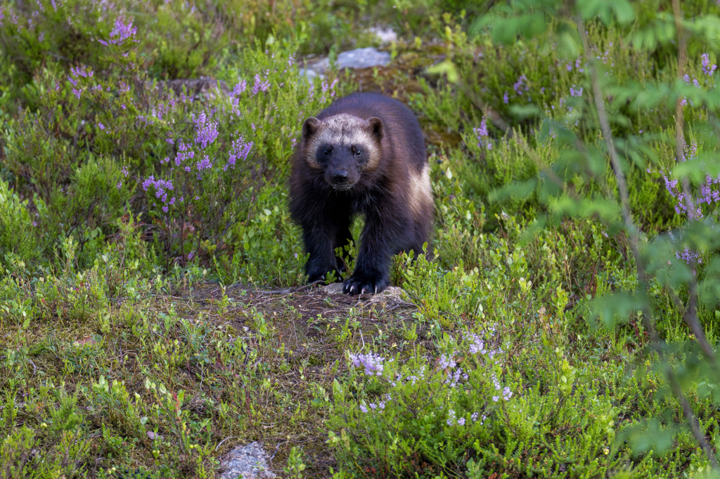 Rovdjurshelg i Hälsingland. Fotoresa med Wild Nature fotoresor. Foto: Staffan Widstrand