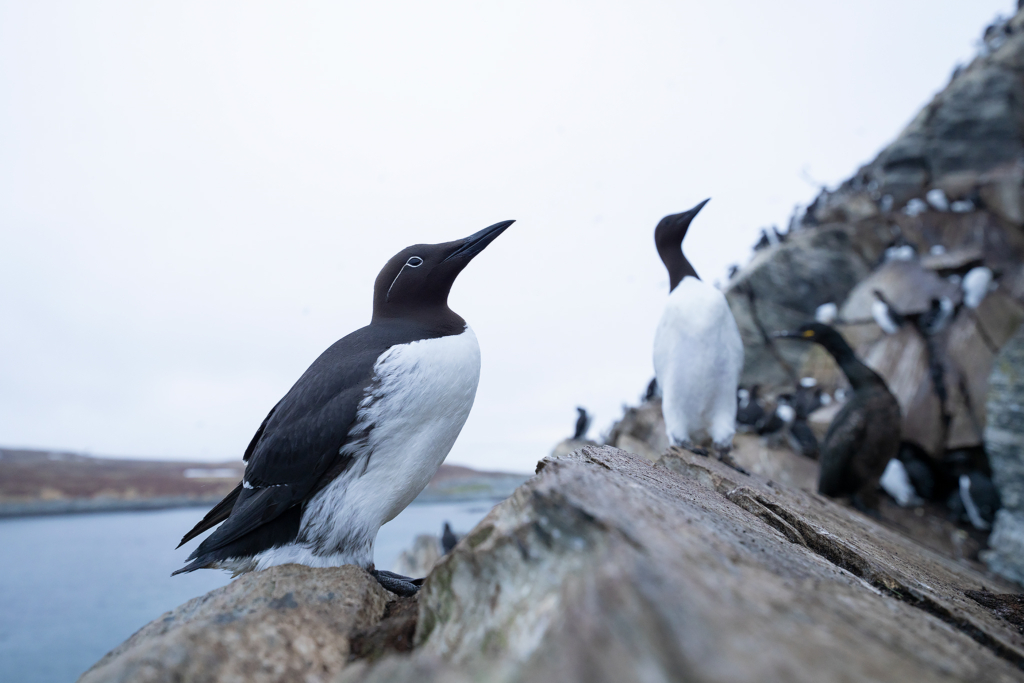 Arktiskt sommarfågelprakt i Varanger , Norge. Fotoresa med Wild Nature fotoresor. Foto: Magnus Martinsson