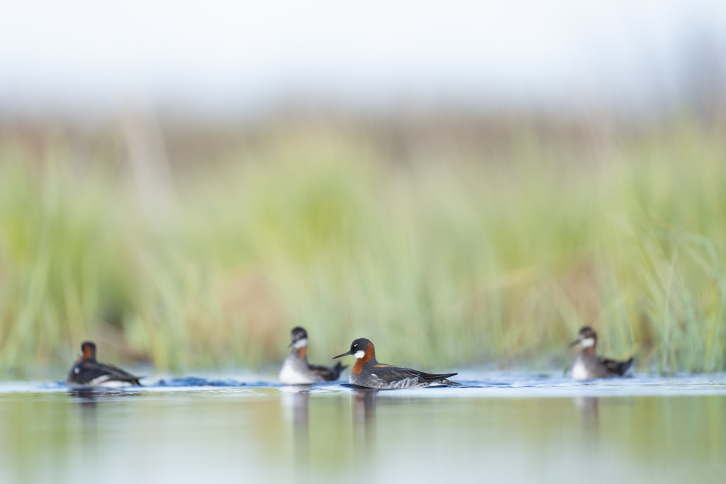 Arktiskt sommarfågelprakt i Varanger , Norge. Fotoresa med Wild Nature fotoresor. Foto: Magnus Martinsson