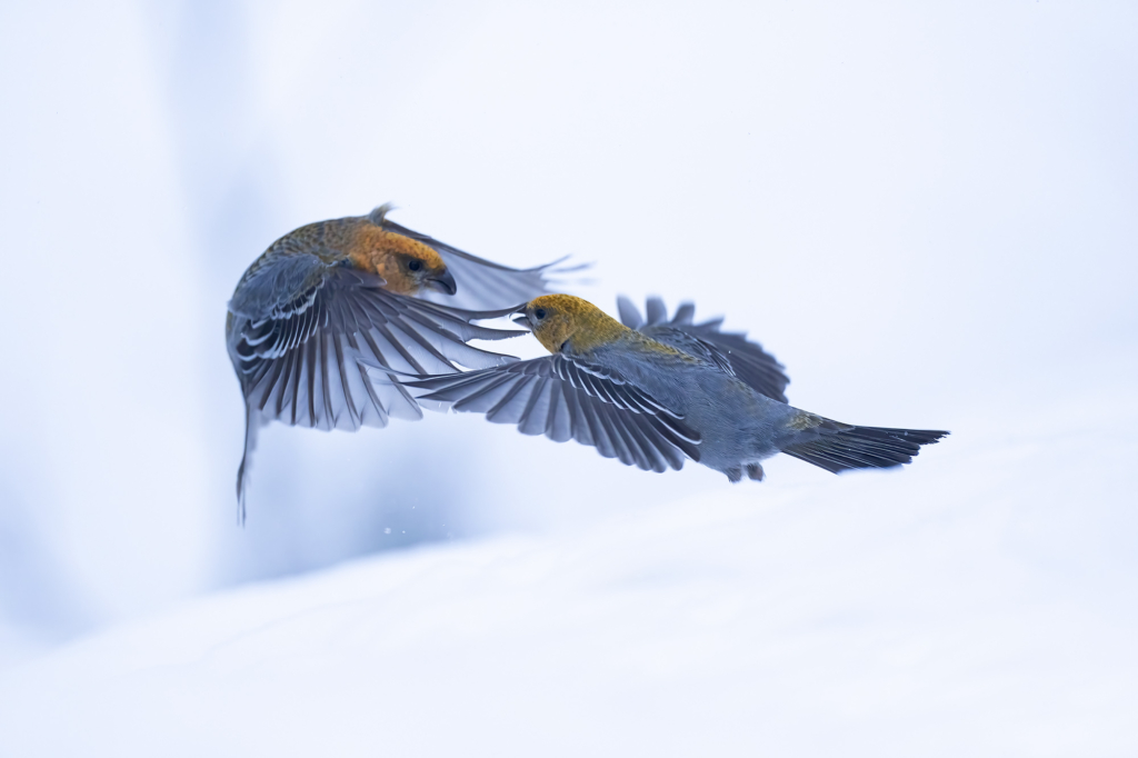 Arktisk vårvinterfågelfest i Varanger, Norge. Fotoresa med Wild Nature fotoresor. Foto Magnus Martinsson