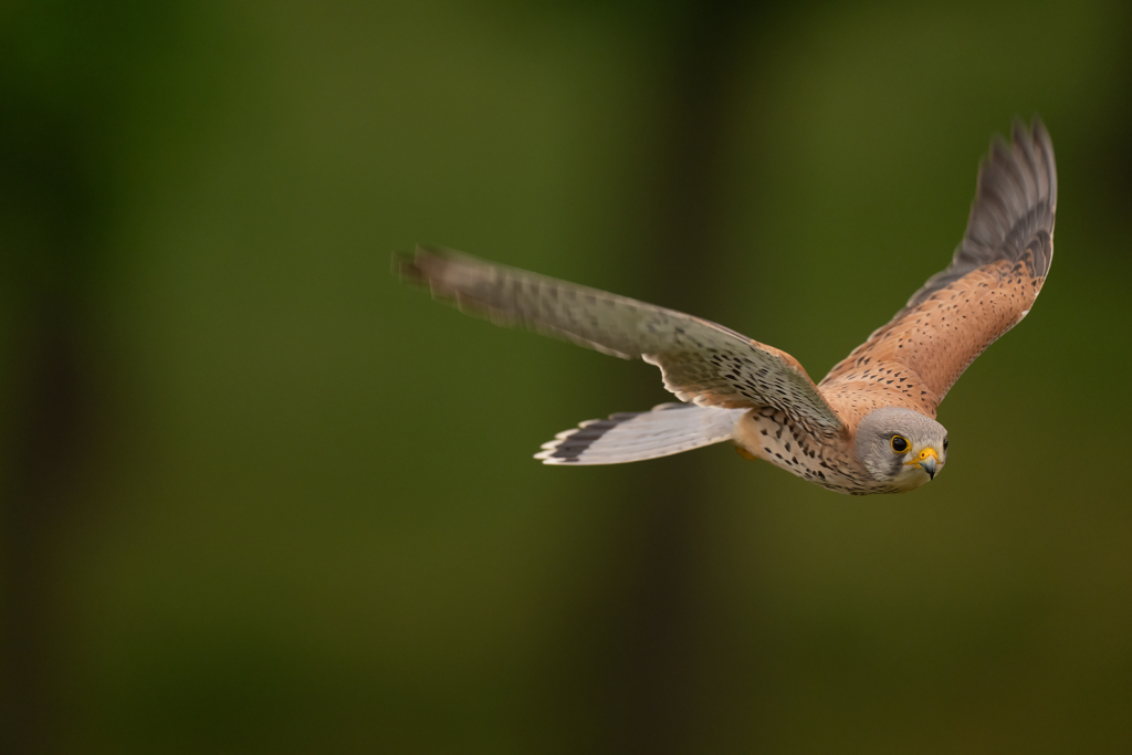 Färgstarka fåglar på pusztan - Ungern. Fotoresa med Wild Nature fotoresor. Foto Magnus Martinsson