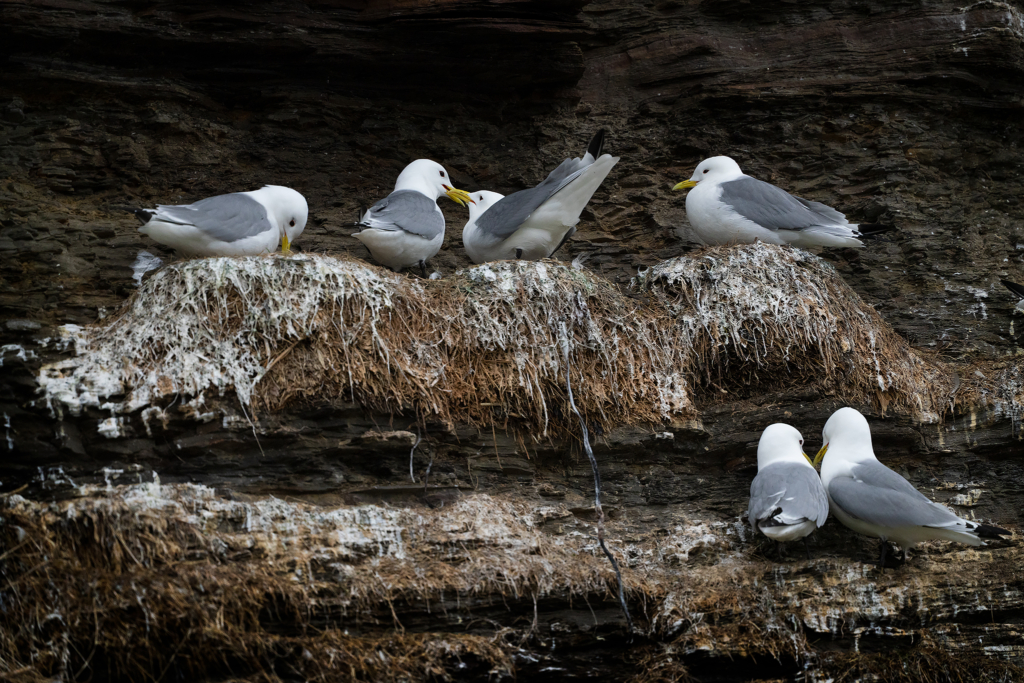 Arktiskt sommarfågelprakt i Varanger , Norge. Fotoresa med Wild Nature fotoresor. Foto: Magnus Martinsson