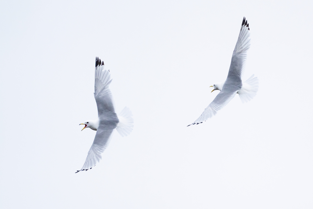 Arktiskt sommarfågelprakt i Varanger , Norge. Fotoresa med Wild Nature fotoresor. Foto: Magnus Martinsson