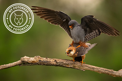 Färgstarka fåglar på pusztan - Ungern. Fotoresa med Wild Nature fotoresor. Foto Magnus Martinsson