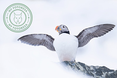 Arktisk vårvinterfågelfest i Varanger, Norge. Fotoresa med Wild Nature fotoresor. Foto Magnus Martinsson