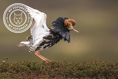 Arktiskt sommarfågelprakt i Varanger , Norge. Fotoresa med Wild Nature fotoresor. Foto: Henrik Karlsson