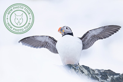 Arctic winter bird wonders, Varanger, Norway. Photo tour Wild Nature Photo Adventures. Photo Magnus Martinsson