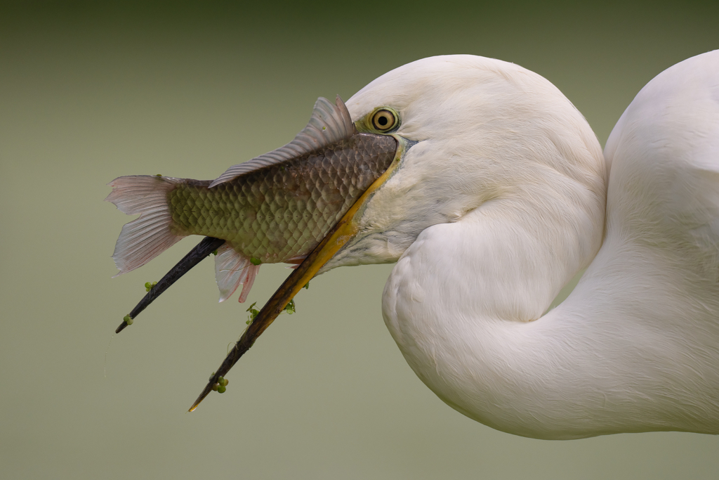 Färgstarka fåglar på pusztan - Ungern. Fotoresa med Wild Nature fotoresor. Foto Magnus Martinsson