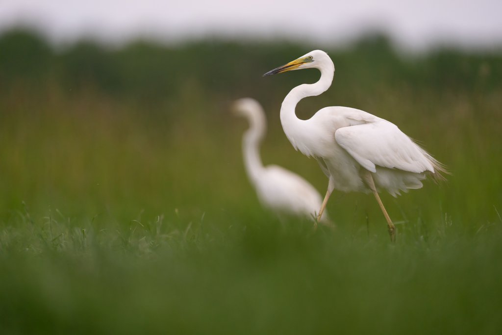 Färgstarka fåglar på pusztan - Ungern. Fotoresa med Wild Nature fotoresor. Foto Magnus Martinsson