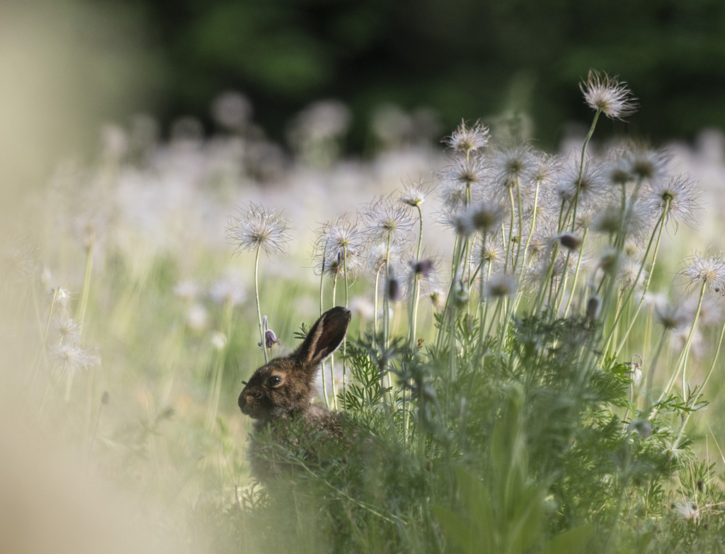 Sommar på Östersjöns pärla - GOTSKA SANDÖN. Fotoresa med Wild Nature Fotoresor. Foto: Jonathan Stenvall