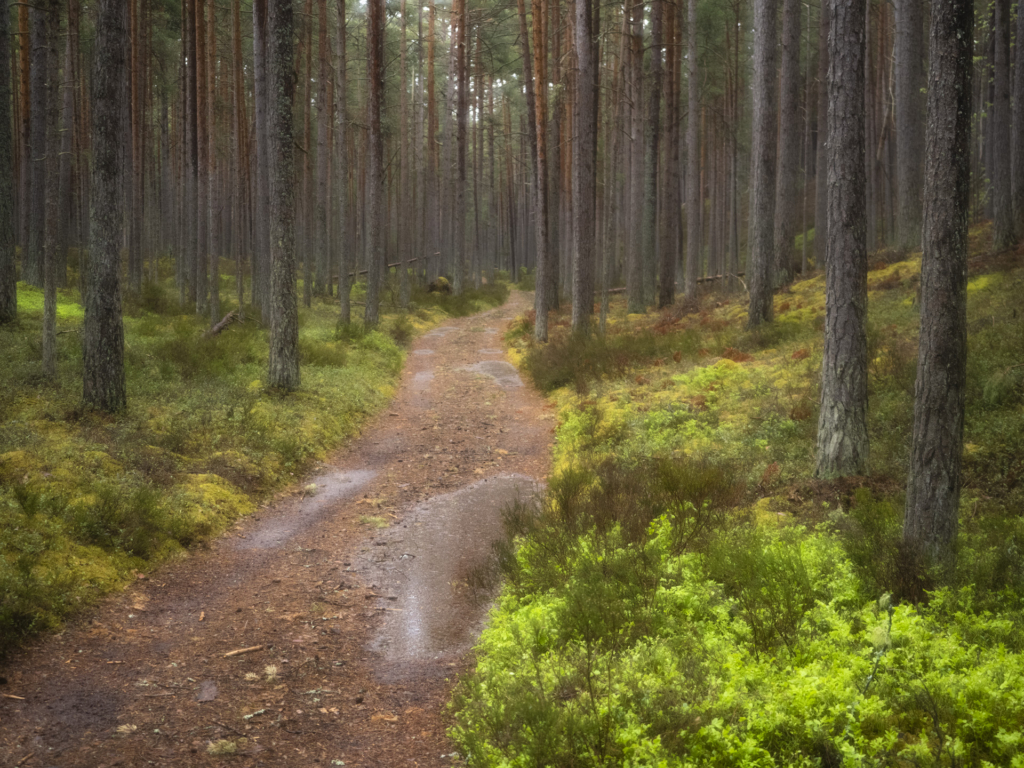 Sommar på Östersjöns pärla - GOTSKA SANDÖN. Fotoresa med Wild Nature Fotoresor. Foto: Jonathan Stenvall