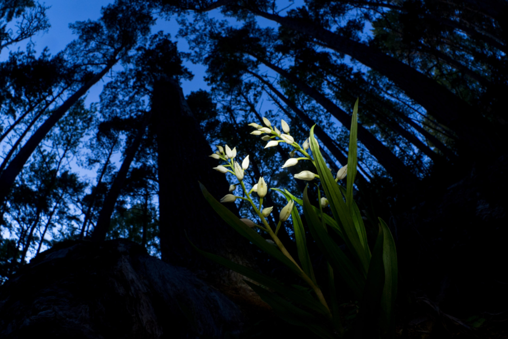 Sommar på Östersjöns pärla - GOTSKA SANDÖN. Fotoresa med Wild Nature Fotoresor. Foto: Jonathan Stenvall