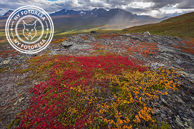 Höst i fjällvärlden - Abisko Nationalpark. Fotoresa med Wild Nature fotoresor. Foto Staffan Widstrand