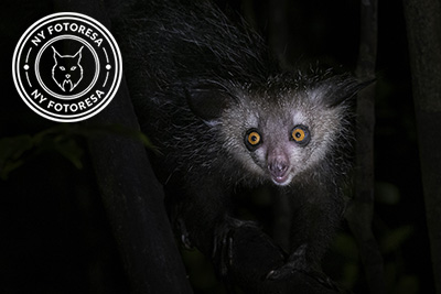 Aye- aye, i fingerdjurets värld - Madagaskar. Fotoresa med Wild Nature fotoresor. Foto: Jan Pedersen