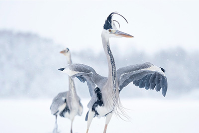 Kreativ fågelfotografering i Stockholm. Fotoresa med Wild Nature fotoresor. Foto Jonathan Stenvall