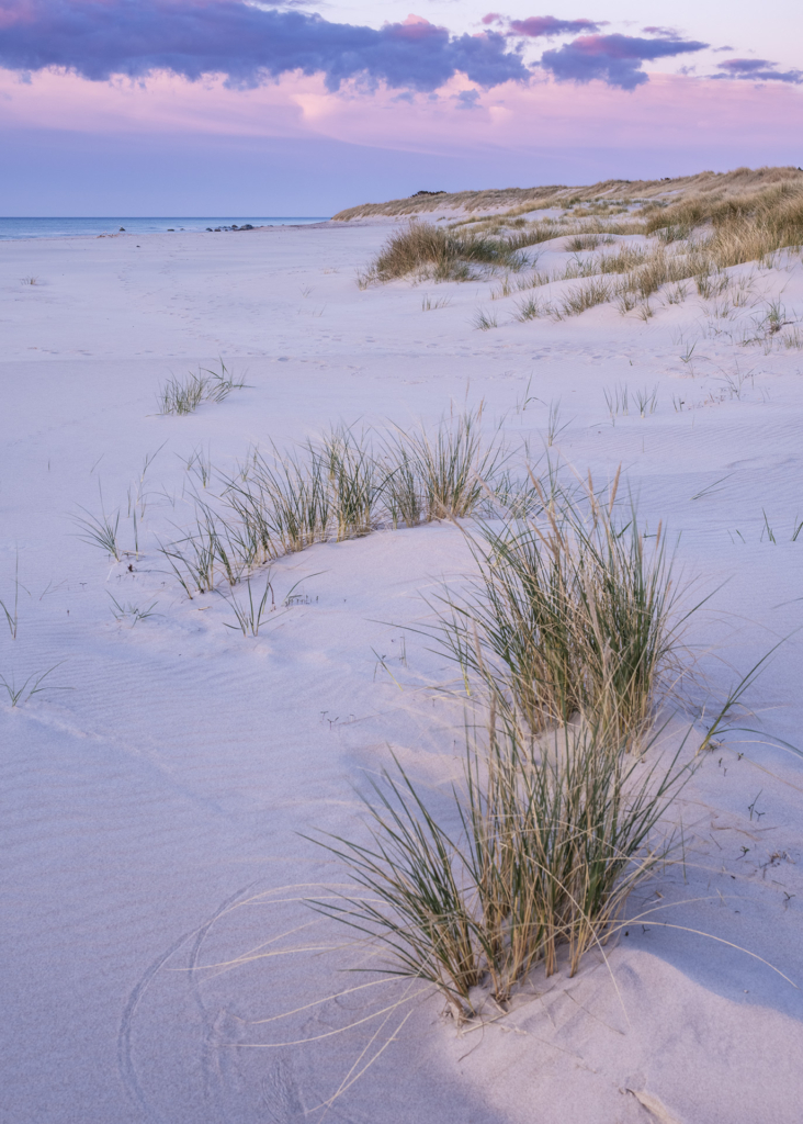 Sommar på Östersjöns pärla - GOTSKA SANDÖN. Fotoresa med Wild Nature Fotoresor. Foto: Jonathan Stenvall