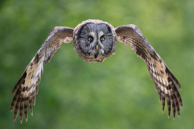 Ugglor - Nattens tysta jägare, Norge. Fotoresa med Wild Nature fotoresor. Foto av Floris Smeets