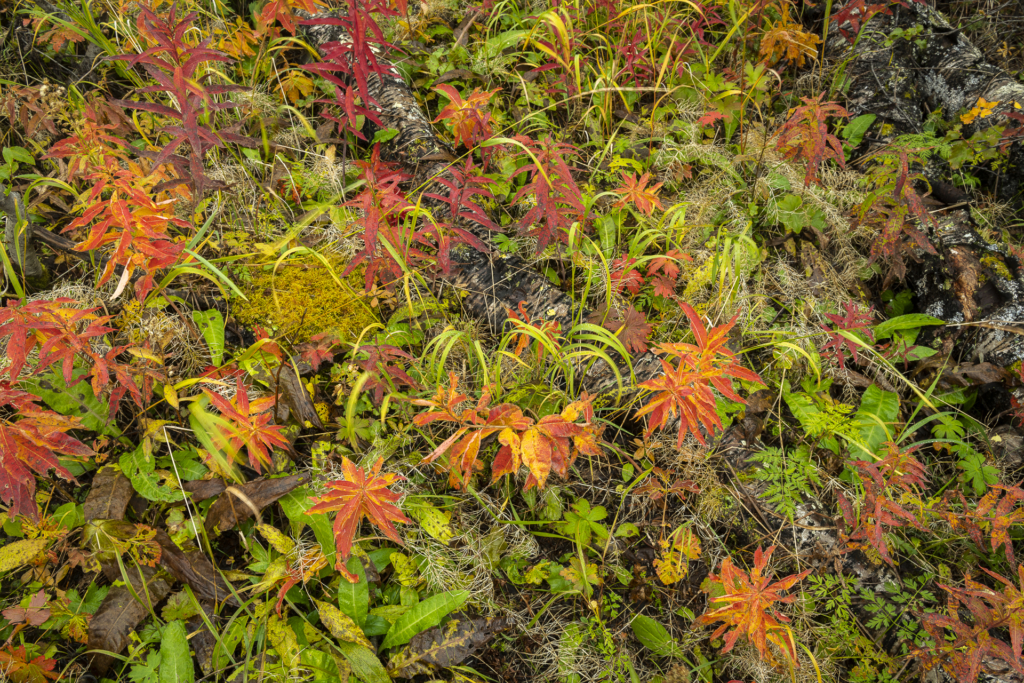 Höst i fjällvärlden - Abisko Nationalpark. Fotoresa med Wild Nature fotoresor. Foto Frida Hermansson