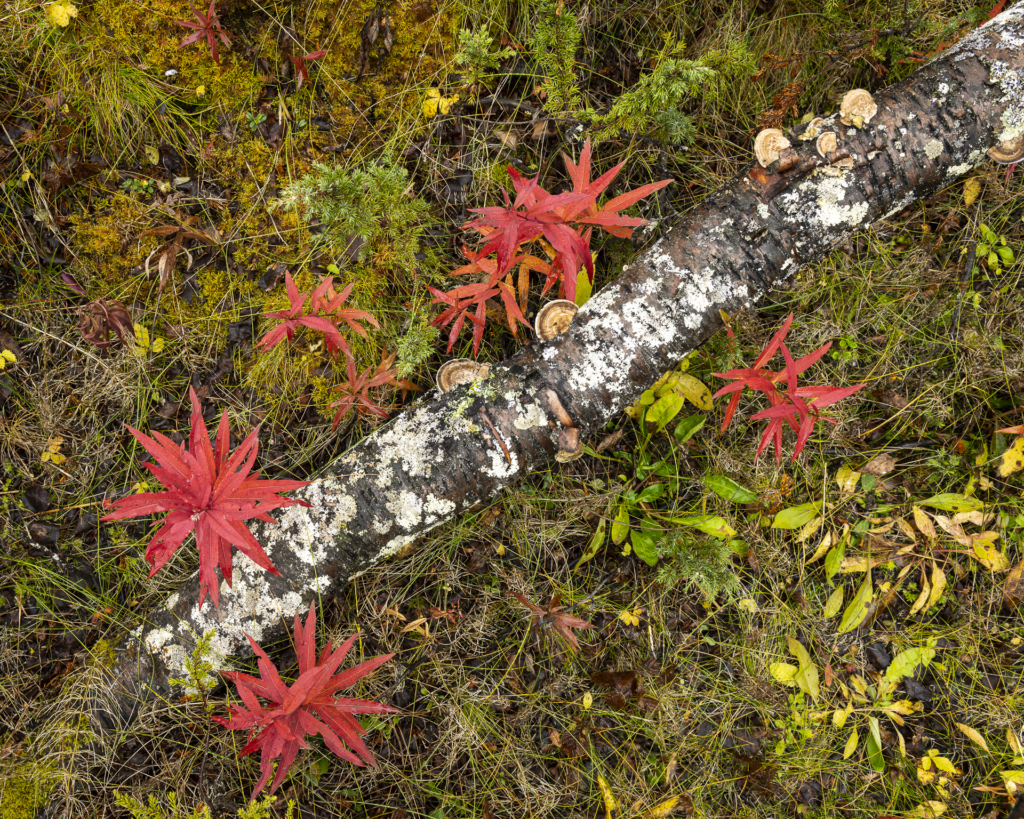 Höst i fjällvärlden - Abisko Nationalpark. Fotoresa med Wild Nature fotoresor. Foto Frida Hermansson