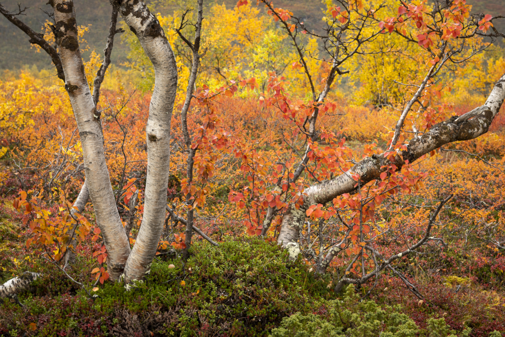 Höst i fjällvärlden - Abisko Nationalpark. Fotoresa med Wild Nature fotoresor. Foto Frida Hermansson