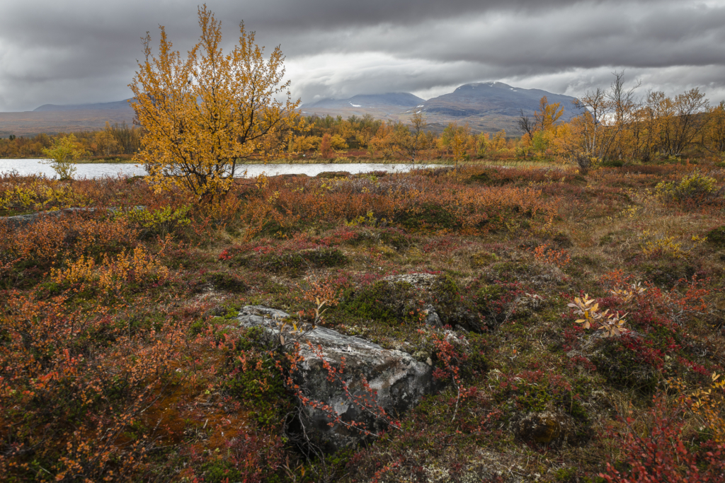 Höst i fjällvärlden - Abisko Nationalpark. Fotoresa med Wild Nature fotoresor. Foto Frida Hermansson