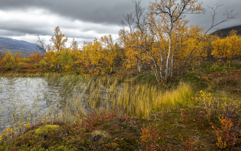 Höst i fjällvärlden - Abisko Nationalpark. Fotoresa med Wild Nature fotoresor. Foto Frida Hermansson