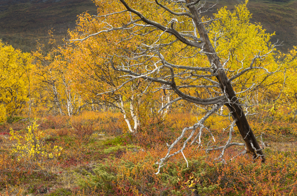 Höst i fjällvärlden - Abisko Nationalpark. Fotoresa med Wild Nature fotoresor. Foto Frida Hermansson