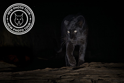 The black ghost of Laikipia, Kenya. Photo tour with Wild Nature Photo Adventures. Photo by Henrik Karlsson.