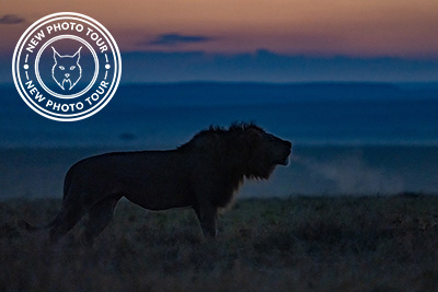 Africas big cats - Masai Mara, Kenya. Photo tour with Wild Nature Photo Adventures. Photo by Magnus Martinsson