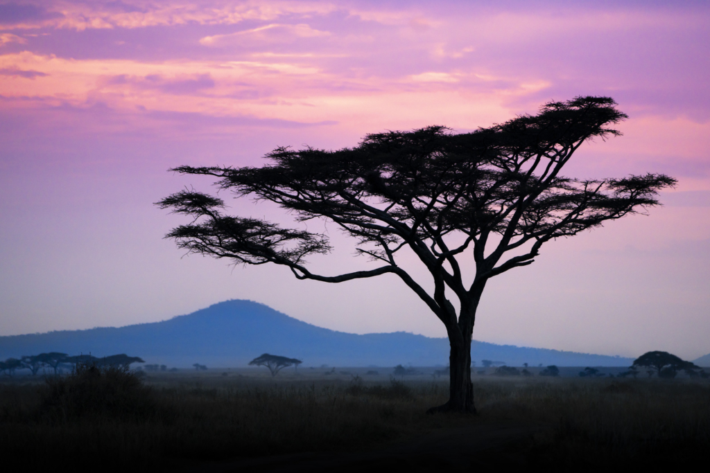 Serengeti, Ngorongoro. sunset, solnedgång, safari, Tanzania, Photo tour, Fotoresa med Wild Nature fotoresor. Foto Johan Siggesson