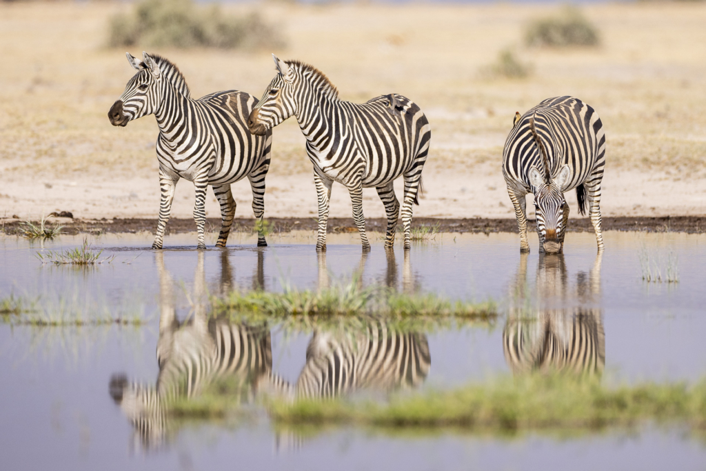 Serengeti, Ngorongoro. zebra, safari, Tanzania, Photo tour, Fotoresa med Wild Nature fotoresor. Foto Johan Siggesson