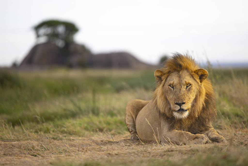 Serengeti, Ngorongoro. lion, lejon, safari, Tanzania, Photo tour, Fotoresa med Wild Nature fotoresor. Foto Johan Siggesson