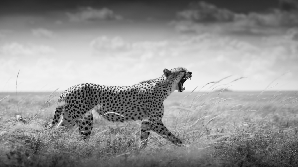 Serengeti, Ngorongoro. lion, lejon, safari, Tanzania, Photo tour, Fotoresa med Wild Nature fotoresor. Foto Johan Siggesson