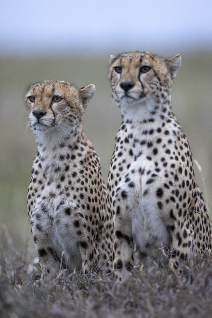 Serengeti, Ngorongoro. lion, lejon, safari, Tanzania, Photo tour, Fotoresa med Wild Nature fotoresor. Foto Johan Siggesson