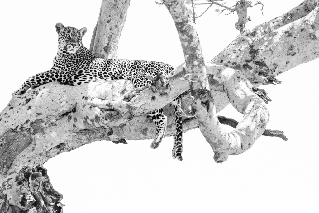 Serengeti, Ngorongoro. leopard, safari, Tanzania, Photo tour, Fotoresa med Wild Nature fotoresor. Foto Johan Siggesson