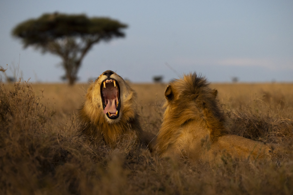 Serengeti, Ngorongoro. lion, lejon, safari, Tanzania, Photo tour, Fotoresa med Wild Nature fotoresor. Foto Johan Siggesson