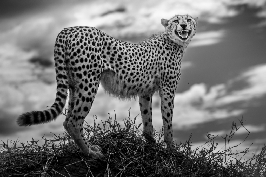 Serengeti, Ngorongoro. lion, lejon, safari, Tanzania, Photo tour, Fotoresa med Wild Nature fotoresor. Foto Johan Siggesson