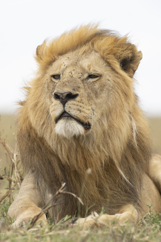 Serengeti, Ngorongoro. lion, lejon, safari, Tanzania, Photo tour, Fotoresa med Wild Nature fotoresor. Foto Johan Siggesson