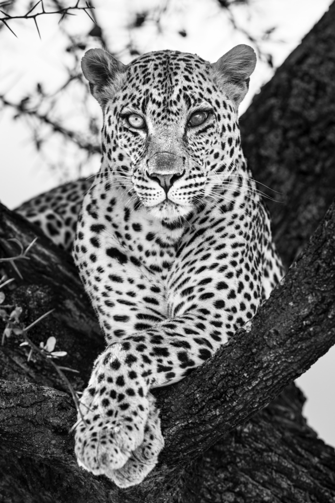 Serengeti, Ngorongoro. leopard, safari, Tanzania, Photo tour, Fotoresa med Wild Nature fotoresor. Foto Johan Siggesson