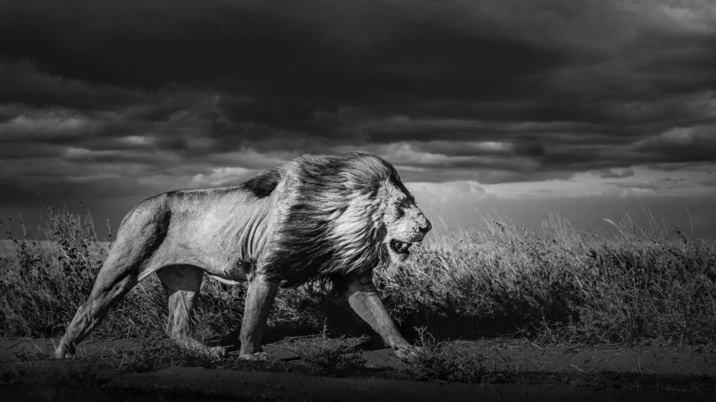 Serengeti, Ngorongoro. lion, lejon, safari, Tanzania, Photo tour, Fotoresa med Wild Nature fotoresor. Foto Johan Siggesson