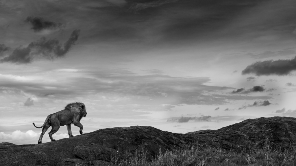 Serengeti, Ngorongoro. lion, lejon, safari, Tanzania, Photo tour, Fotoresa med Wild Nature fotoresor. Foto Johan Siggesson