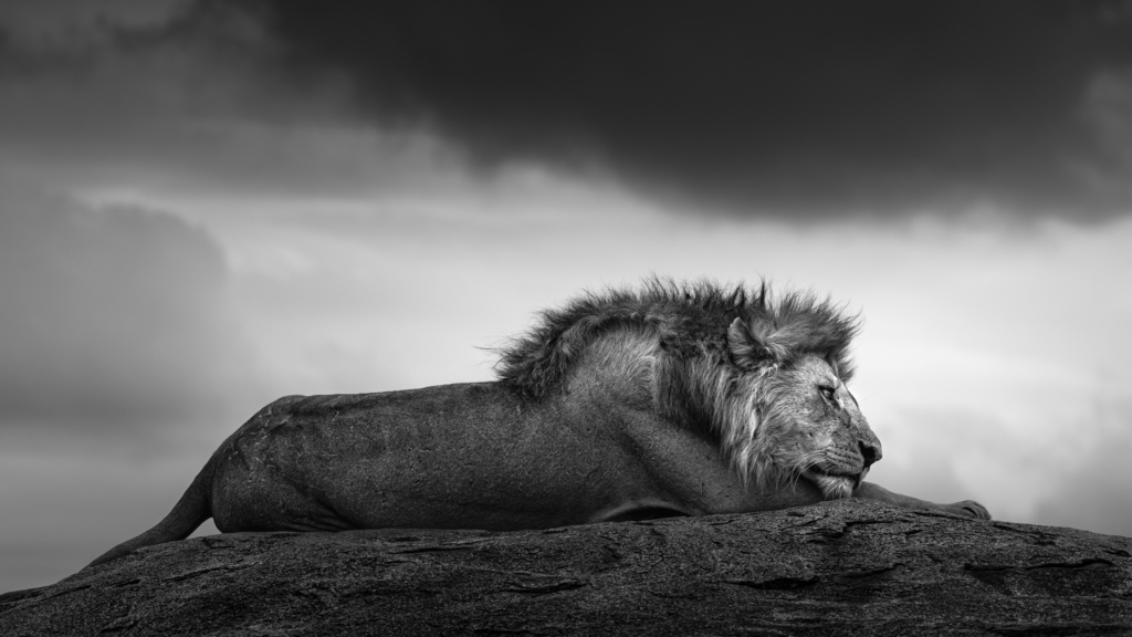 Serengeti, Ngorongoro. lion, lejon, safari, Tanzania, Photo tour, Fotoresa med Wild Nature fotoresor. Foto Johan Siggesson