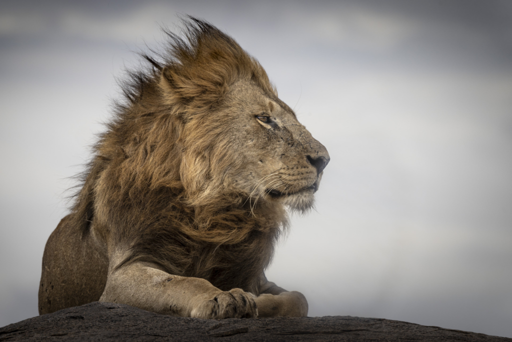 Serengeti, Ngorongoro. lion, lejon, safari, Tanzania, Photo tour, Fotoresa med Wild Nature fotoresor. Foto Johan Siggesson